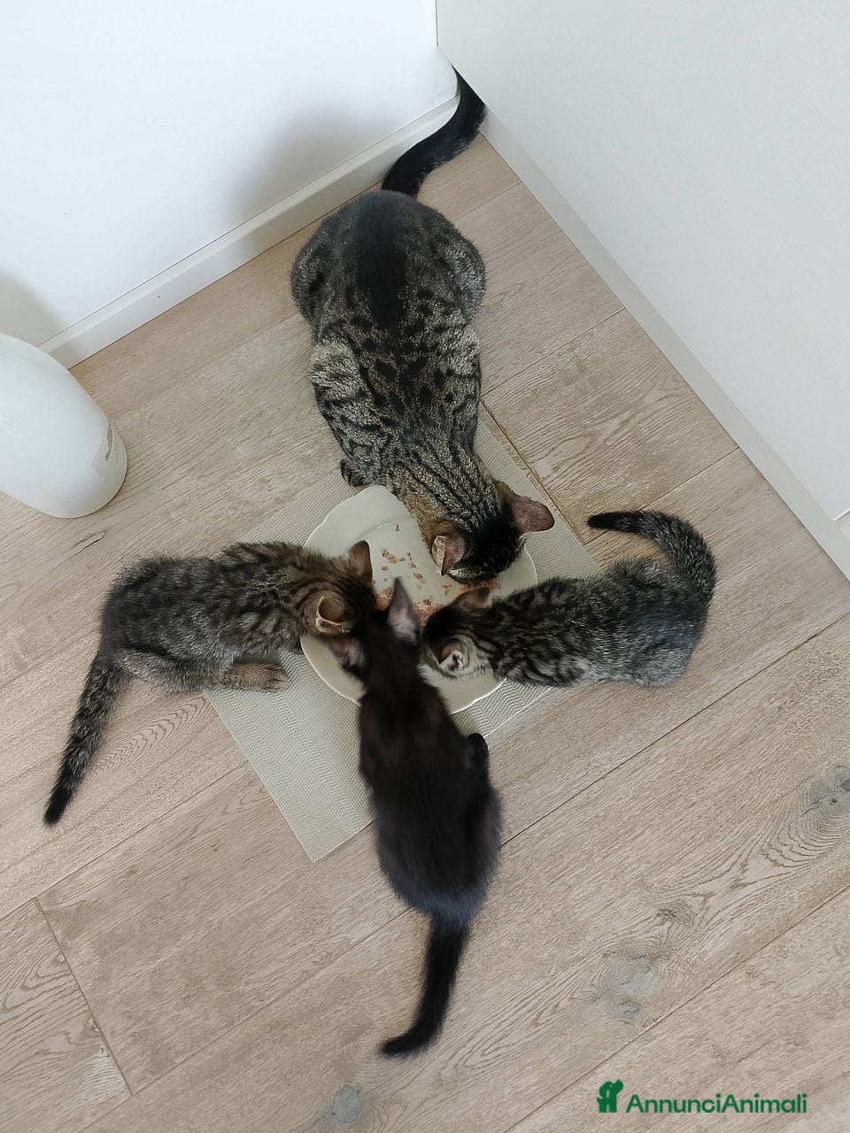 Europeo gatti Regalo 2 gattine  - Annuncio 10