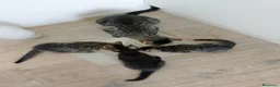 Europeo gatti in regalo: Regalo gattini a scelta, sono 3 a Provincia di Modena - Annuncio 2