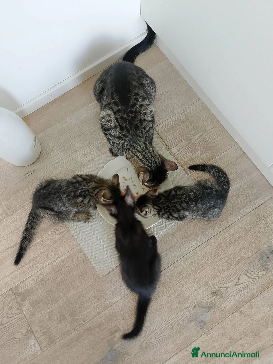 Europeo gatti in regalo: Regalo gattini a scelta, sono 3 a Provincia di Modena - Annuncio 2