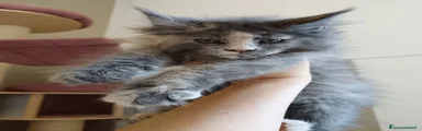 Maine Coon 1