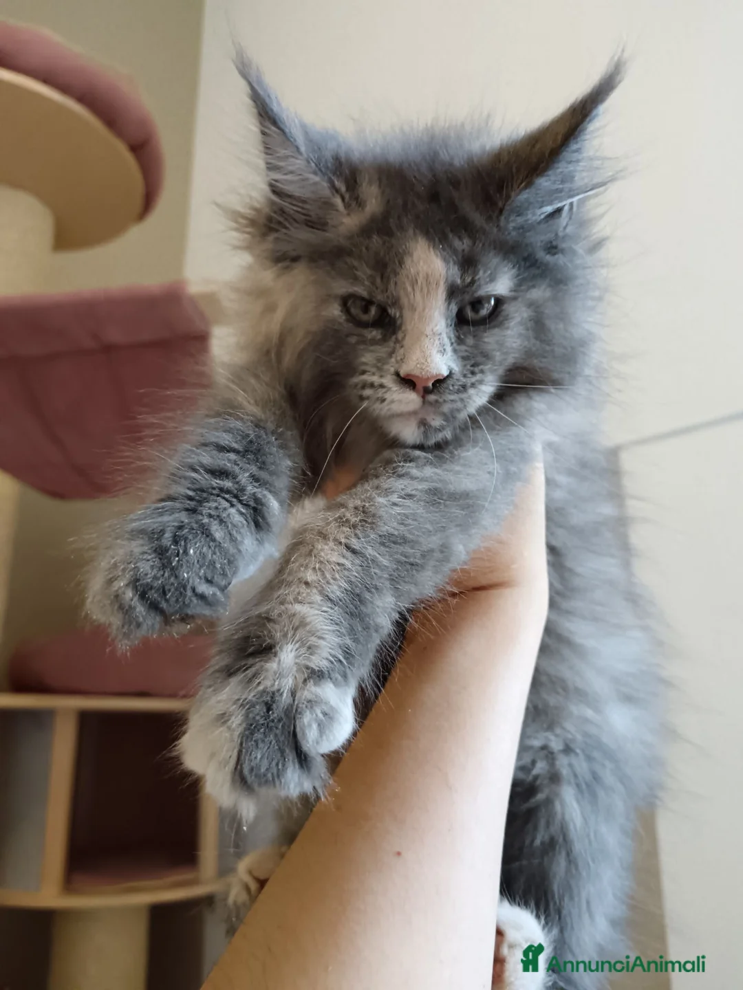 Maine Coon gatti in vendita: Femmina maine coon con pedigree FIFE  - Annuncio 5