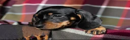 Bassotto cani in vendita: Bassotti Nani – Genitori Geneticamente Testati 🧬 - Annuncio 4