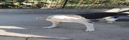 Meticcio cani in regalo: Biancavilla in canile a Catania - Annuncio 5