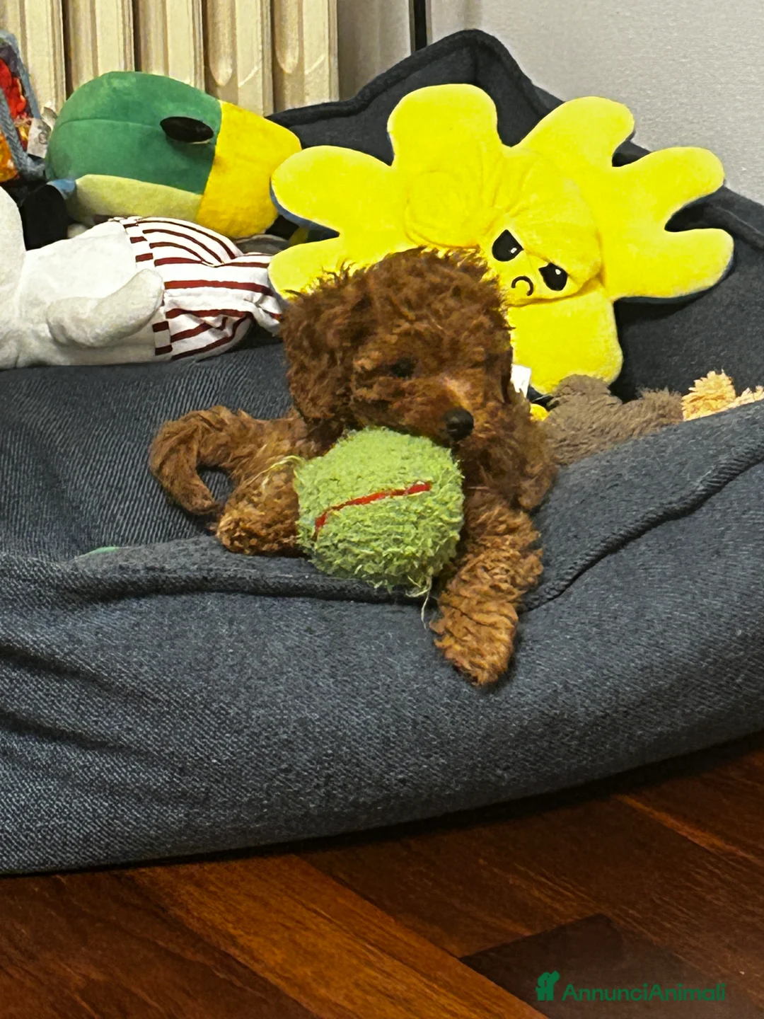 Barboncino cani in vendita: Barboncino nano  - Annuncio 8