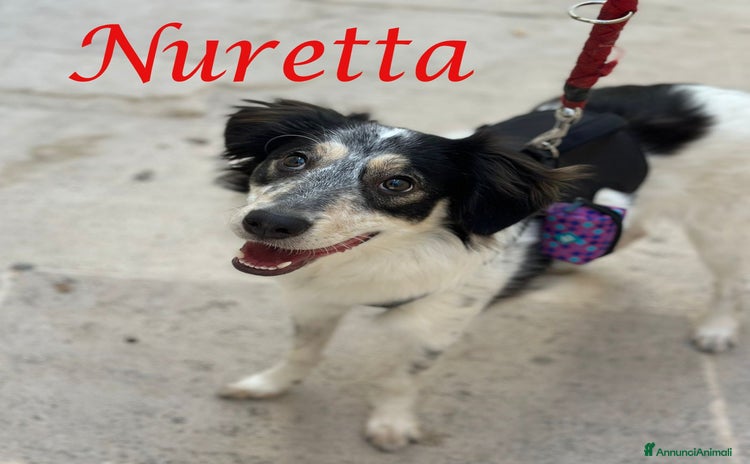 Meticcio cani a Città metropolitana di Milano - Annuncio 8
