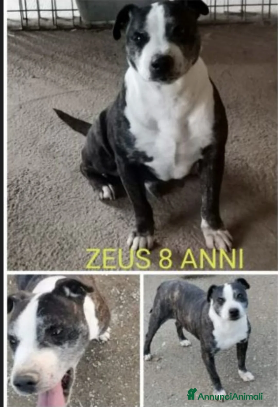 Meticcio cani in regalo: Simil Amstaff 10anni sfortunato SOS CASA CASERTA a Città metropolitana di Milano - Annuncio 5