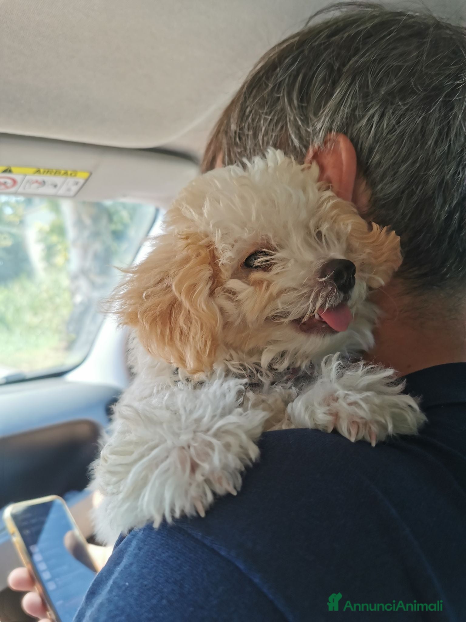 Maltipoo cani Cucciola maltipoo - Annuncio 2