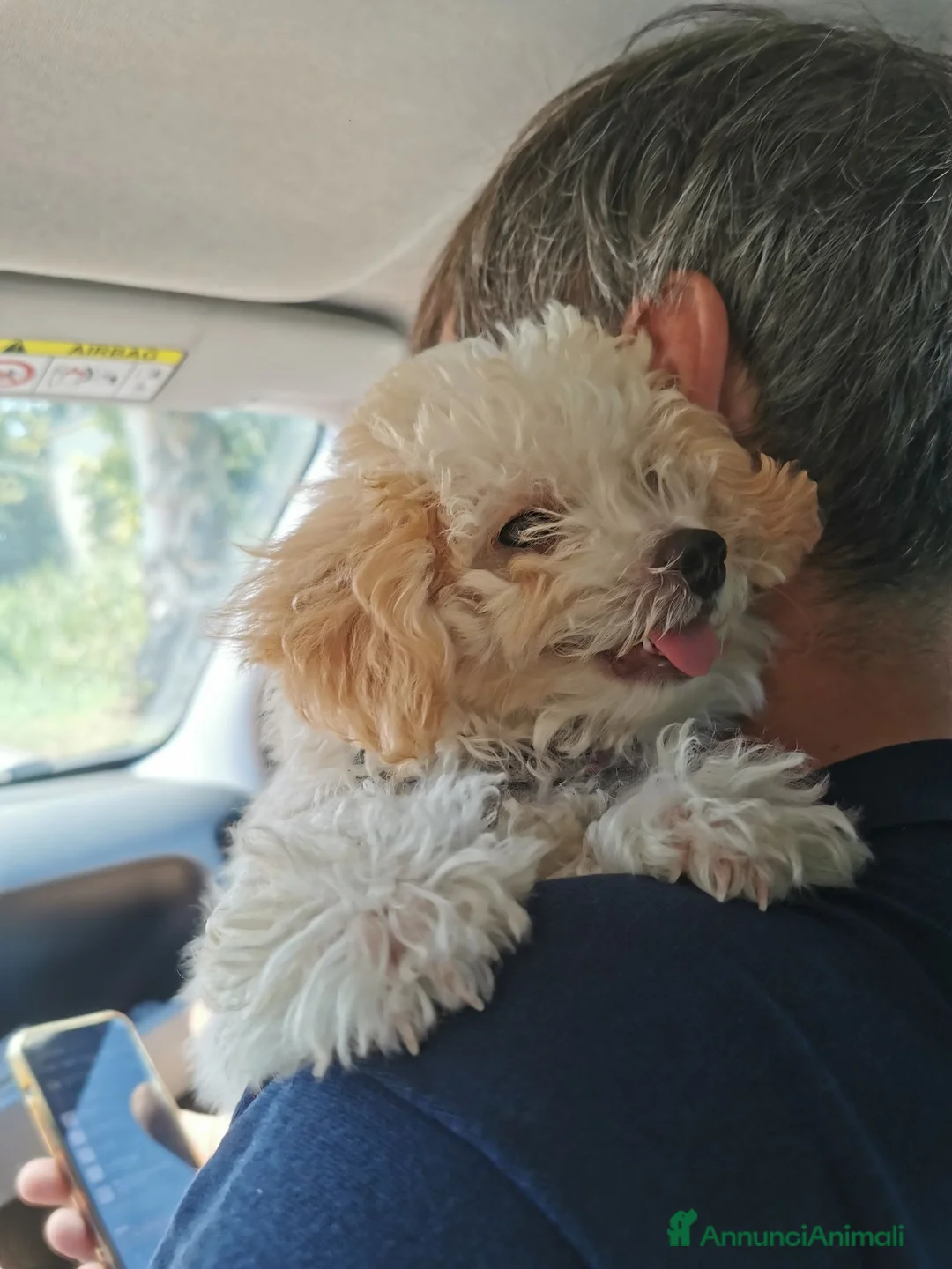 Maltipoo cani in vendita: Cucciola maltipoo a Provincia di Verona - Annuncio 1