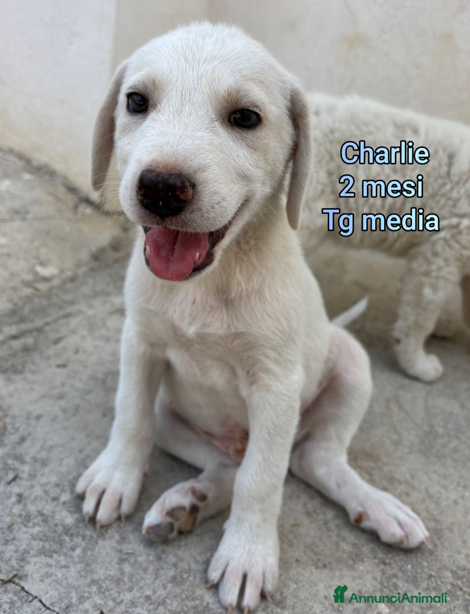 Meticcio cani CUCCIOLI SOLI ED ESCLUSI  - Annuncio 9