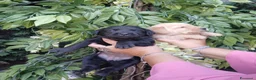 Labrador cani in vendita: Cuccioli di labrador  - Annuncio 3