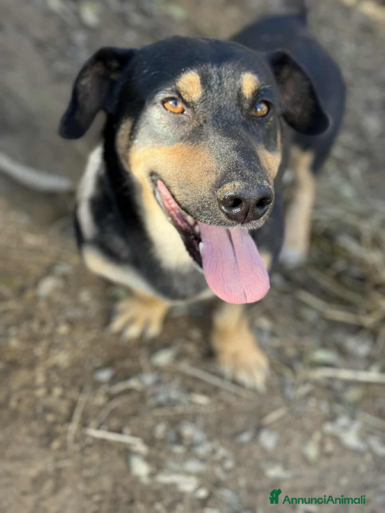 Meticcio cani CHICCO, simpaticissimo ZAMPACORTA cerca coccole. - Annuncio 2