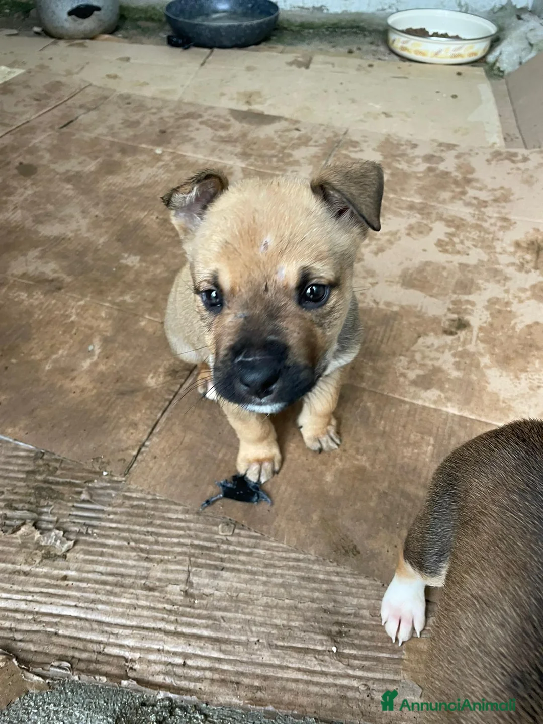 Pitbull cani in regalo: IL SIMPATICO E DOLCE MUFFIN - Annuncio 3