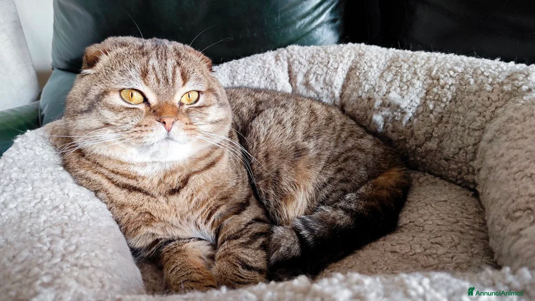 Scottish gatti per accoppiamento: Lupin cerca amante a Provincia di Padova - Annuncio 2