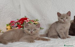 British gatti in vendita: British Shorthair maschietti  a Provincia di Pavia - Immagine 4