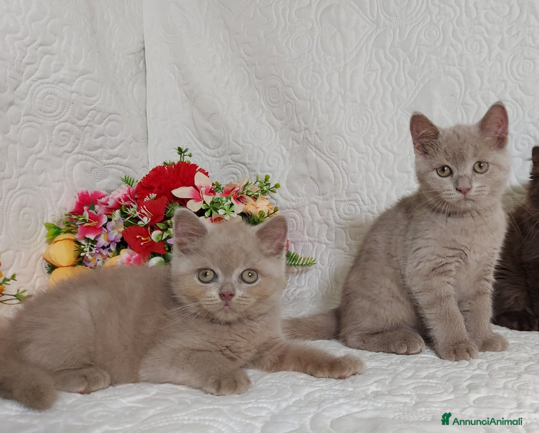 British gatti in vendita: British Shorthair maschietti  a Provincia di Pavia - Immagine 4