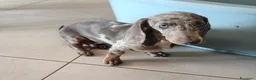 Bassotto cani in vendita: Bassotti isabella  - Annuncio 9