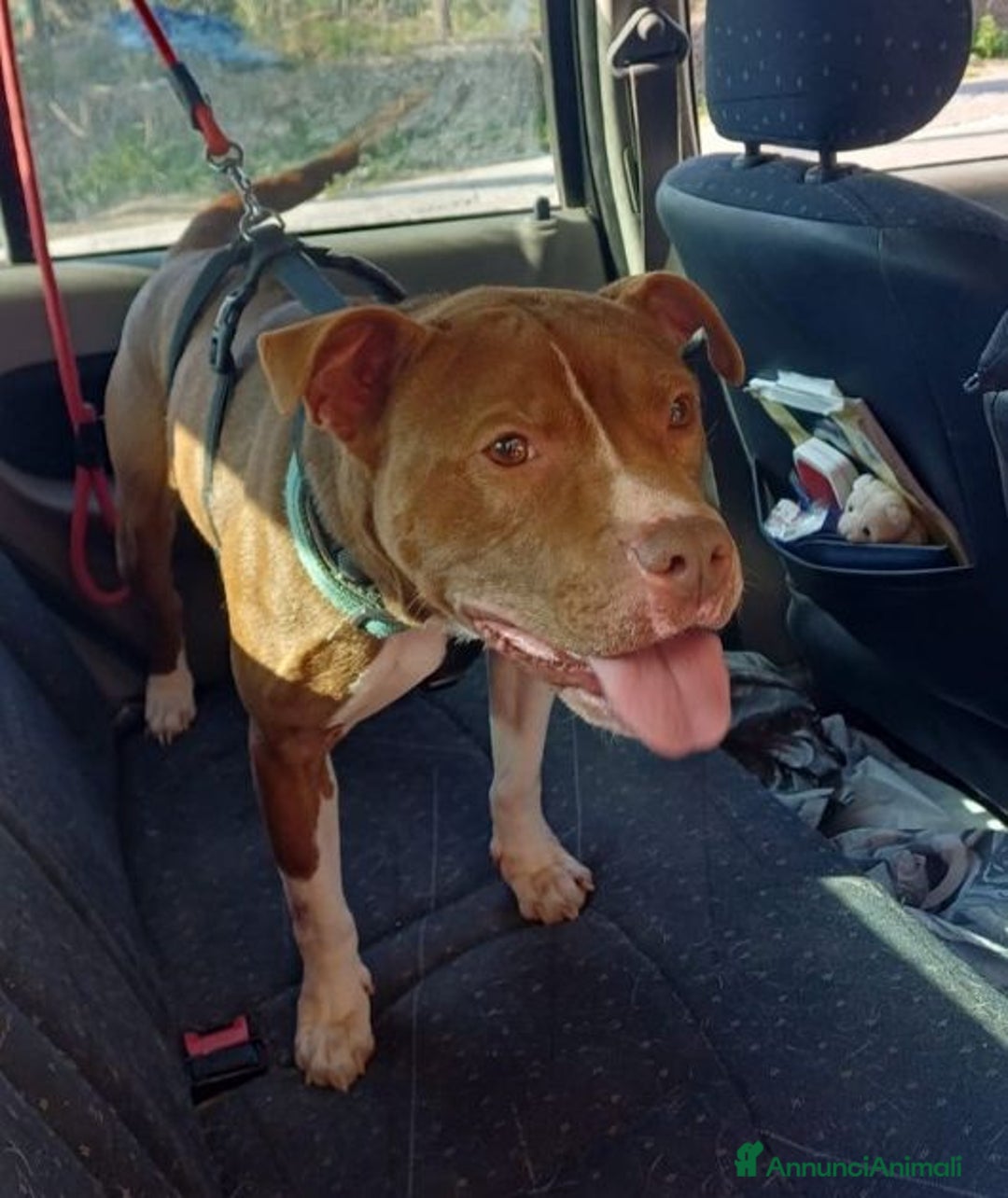 Pitbull cani in regalo: DALILA giovane,adorabile e fedele! Buona con tutti - Immagine 1