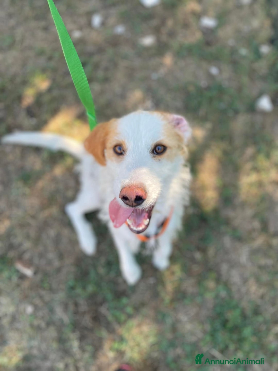 Meticcio cani in regalo: MINNIE, spinoncina speciale. - Annuncio 7