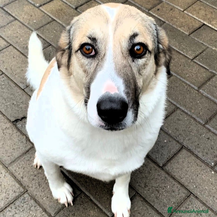 Meticcio cani COCA DOLCE CAGNOLINA - Annuncio 26