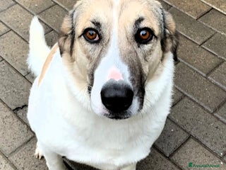 Meticcio cani COCA DOLCE CAGNOLINA - Annuncio 4