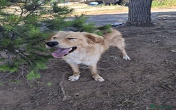 Meticcio cani in regalo: SCOTTY 💙 - il cucciolo invisibile 💔 a Provincia di Como - Immagine 4