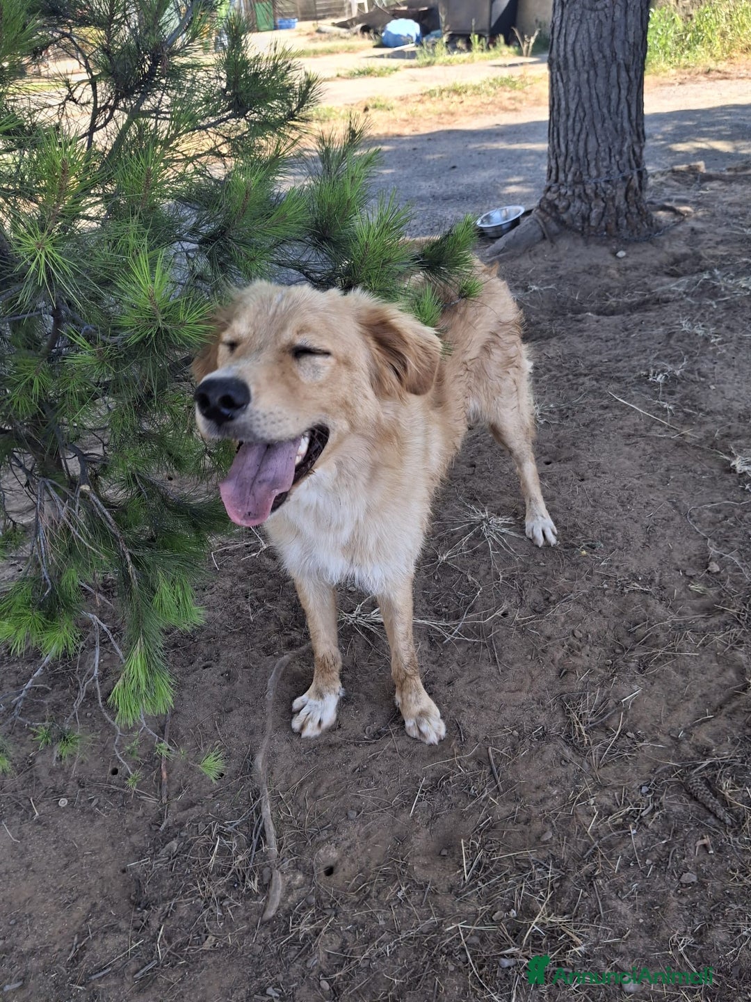 Meticcio cani in regalo: SCOTTY 💙 - il cucciolo invisibile 💔 a Provincia di Como - Immagine 4