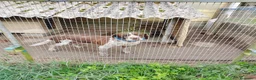 Bracco cani in regalo: Bracco tedesco/springer a Provincia di Ferrara - Annuncio 2