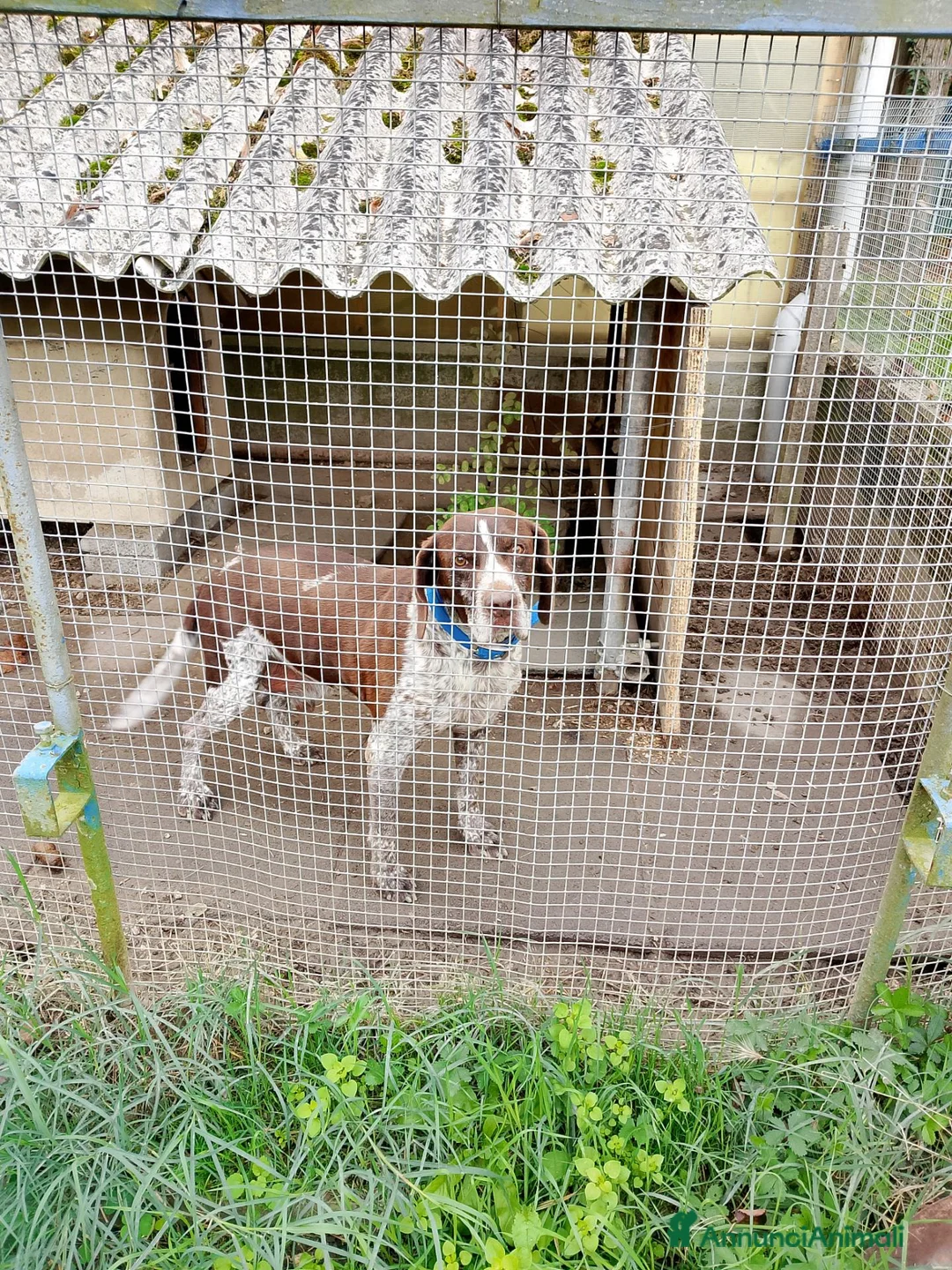 Bracco cani in regalo: Bracco tedesco/springer a Provincia di Ferrara - Annuncio 2