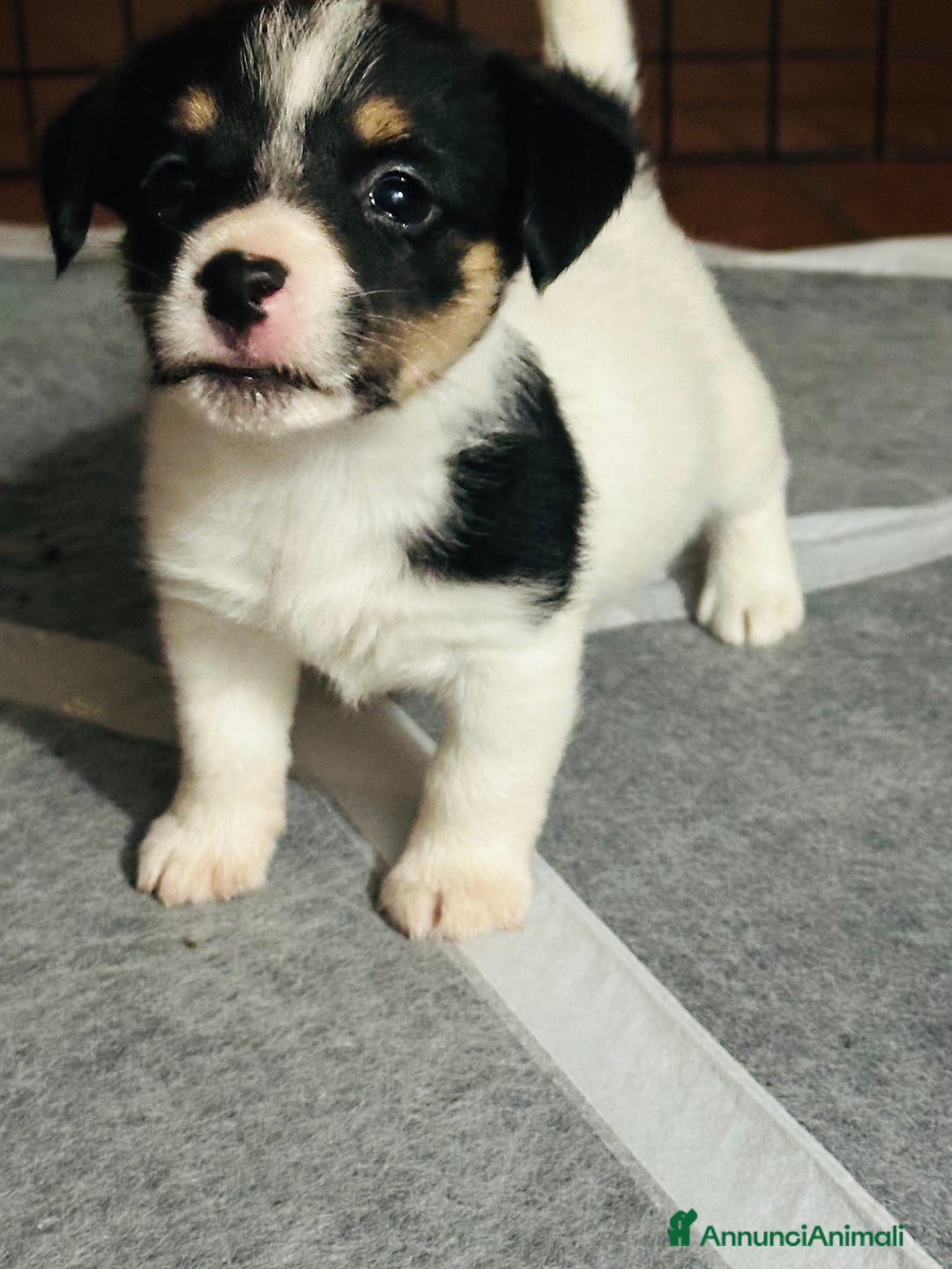 Jack Russell cani in vendita: Jack Russell pelo broken/ruvido a Calenzano - Immagine 31