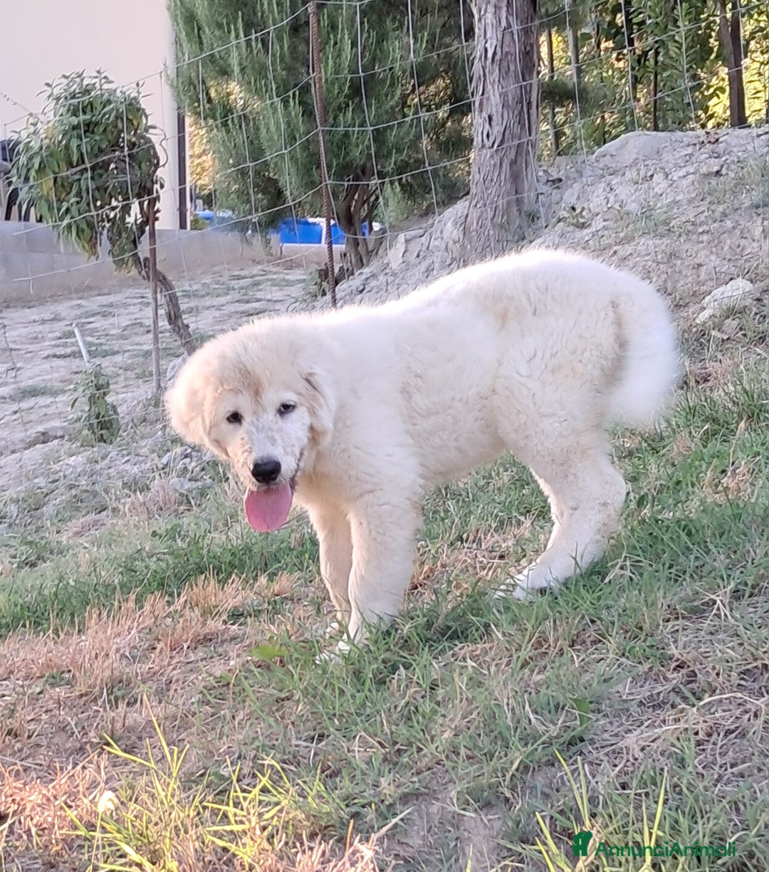 Pastore Maremmano cani in vendita: cuccioli e cuccioloni di pastore Maremmano Abruz. - Annuncio 16