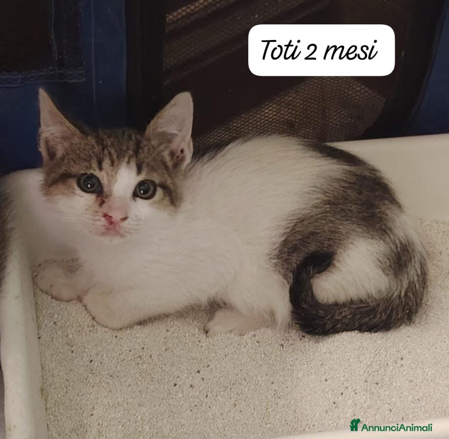 Altre razze gatti in regalo: Urgenti famiglie cercasi per questi gattini - Annuncio 7
