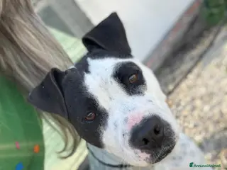 Altre razze cani Desy solo 2 anni, mollossina taglia contenuta - Annuncio 2