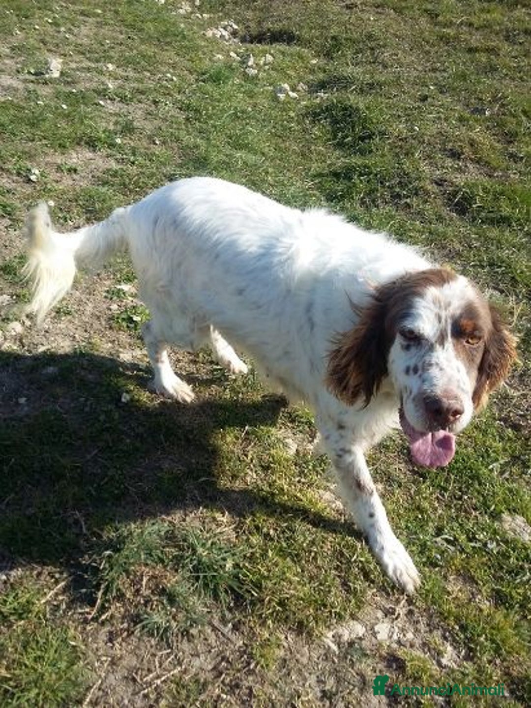 Setter Inglese cani in regalo: ALAN 10anni gioioso ed ottimista! - Annuncio 5