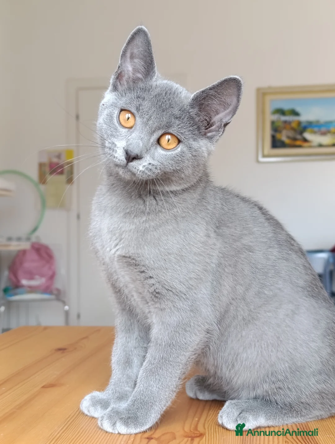 Certosino gatti in vendita: Certosina di alta genealogia Pedigree Anfi a Città metropolitana di Roma Capitale - Annuncio 2
