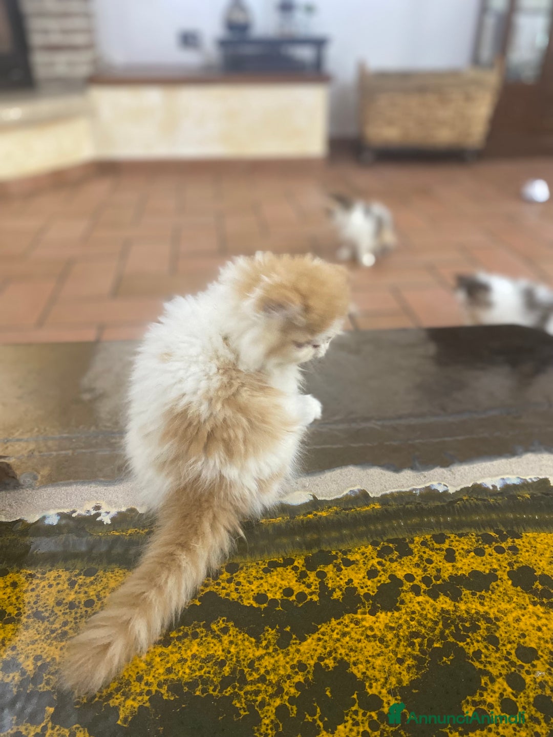 Persiano gatti in vendita: DUE MASCHIETTI PERSIANI IPERTIPICI - Annuncio 18