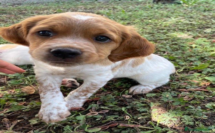 Breton cani a Provincia di Ferrara - Annuncio 2
