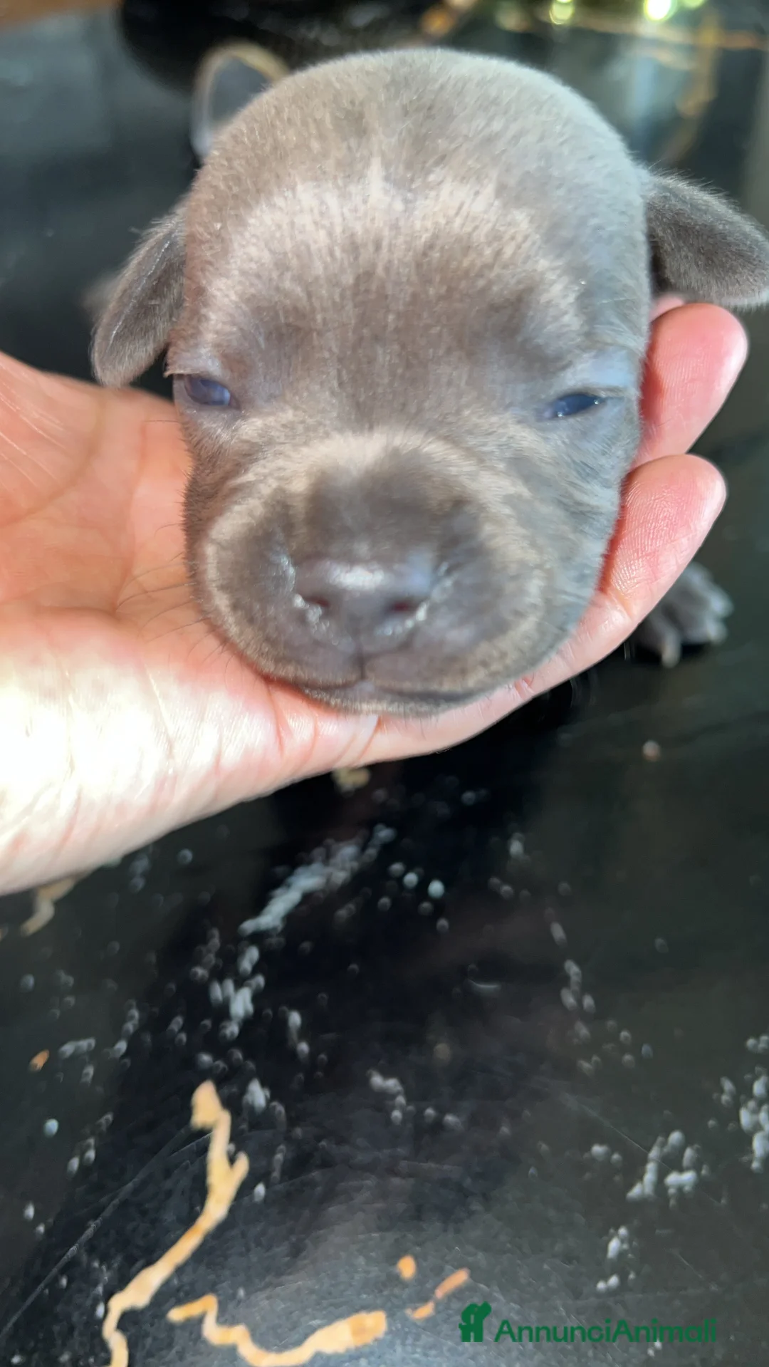 Staffordshire cani in vendita: Staffordshire bul terrier - Annuncio 5