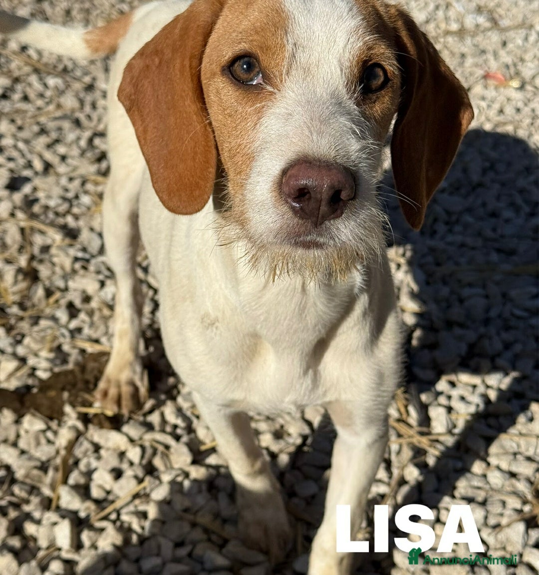 Meticcio cani in regalo: 3 CUCCIOLI cuccioli baffuti cercano casa! - Annuncio 7