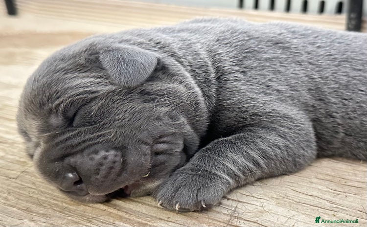 Cane Corso cani a Provincia di Savona - Annuncio 1