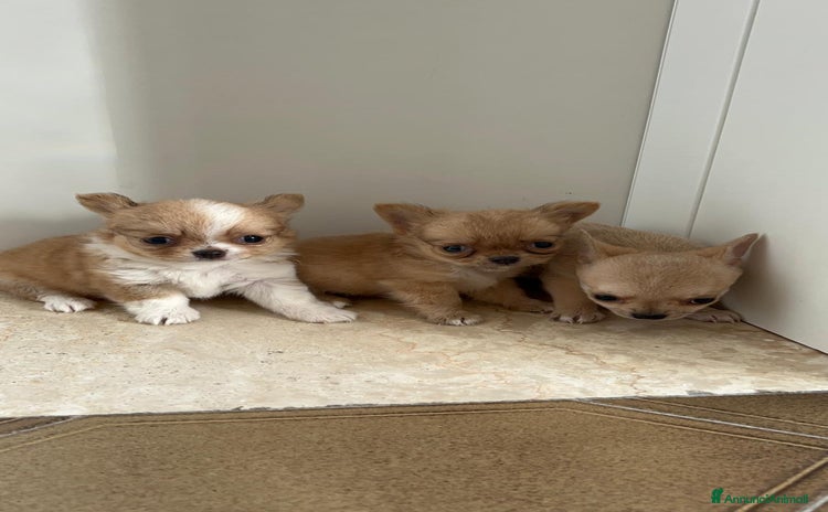 Chihuahua cani a Provincia di Rovigo - Annuncio 16