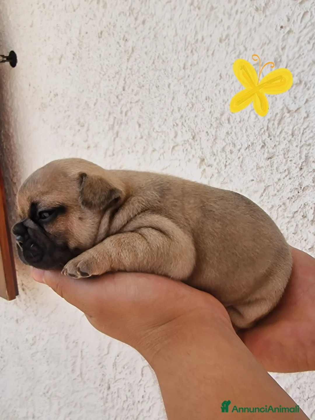 Bulldog Francese cani in vendita: Bulldog feancesi - Annuncio 6