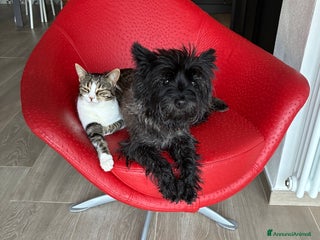 Cairn Terrier cani Cairn terrier cucciolo - Annuncio 2