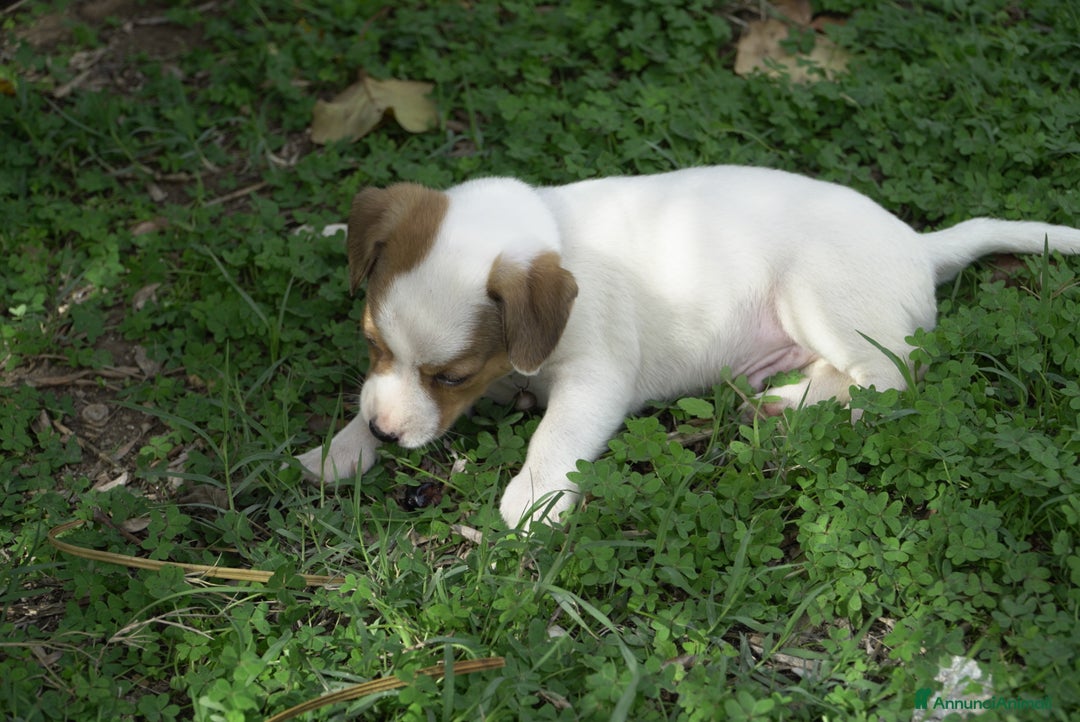 Jack Russell cani in vendita: Cuccioli jack russel  - Annuncio 2