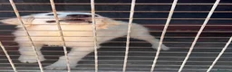 Meticcio cani in regalo: Menta dolcissima cucciolona in canile si dispera - Annuncio 2