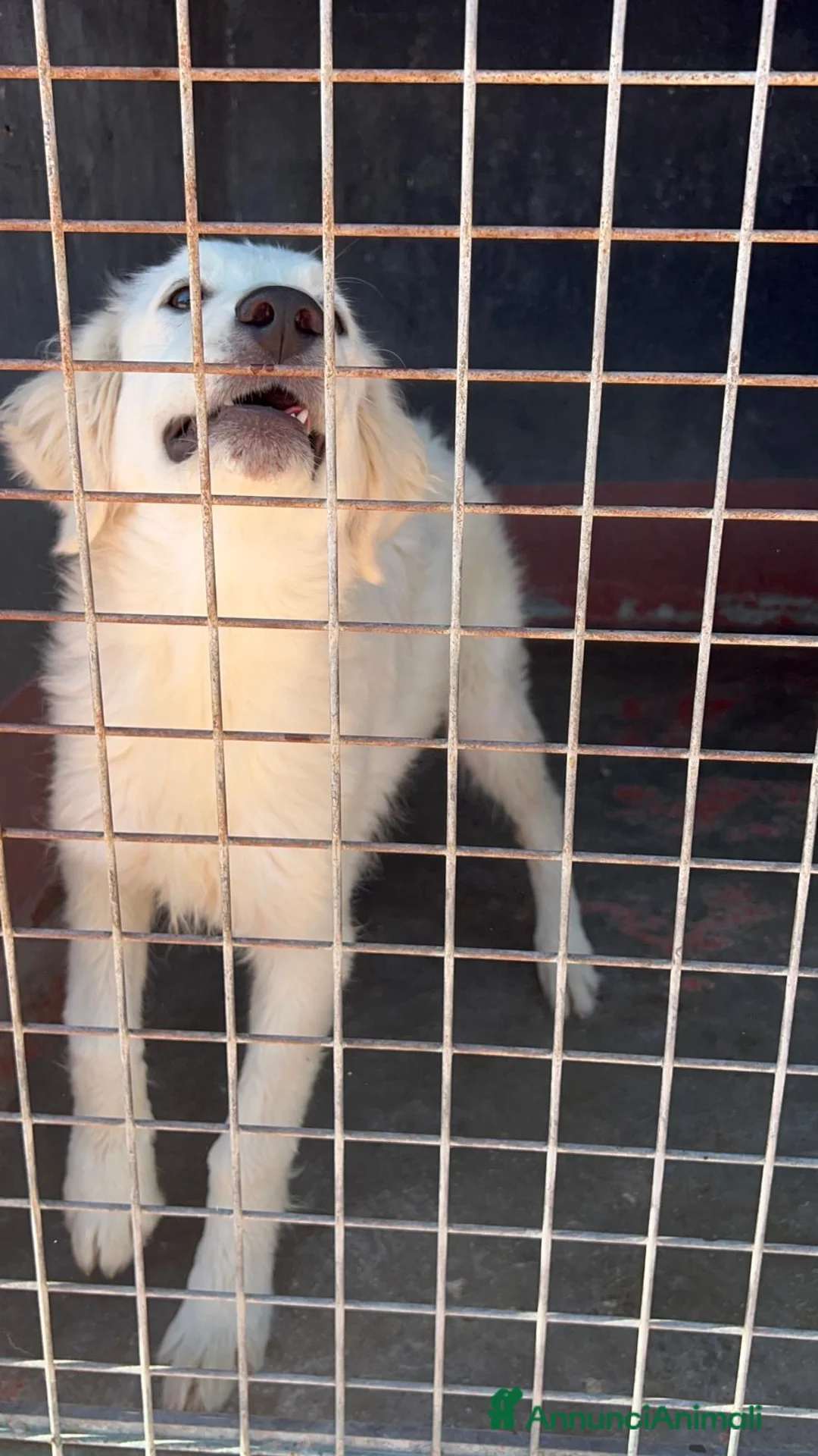 Meticcio cani in regalo: Menta dolcissima cucciolona in canile si dispera - Annuncio 2