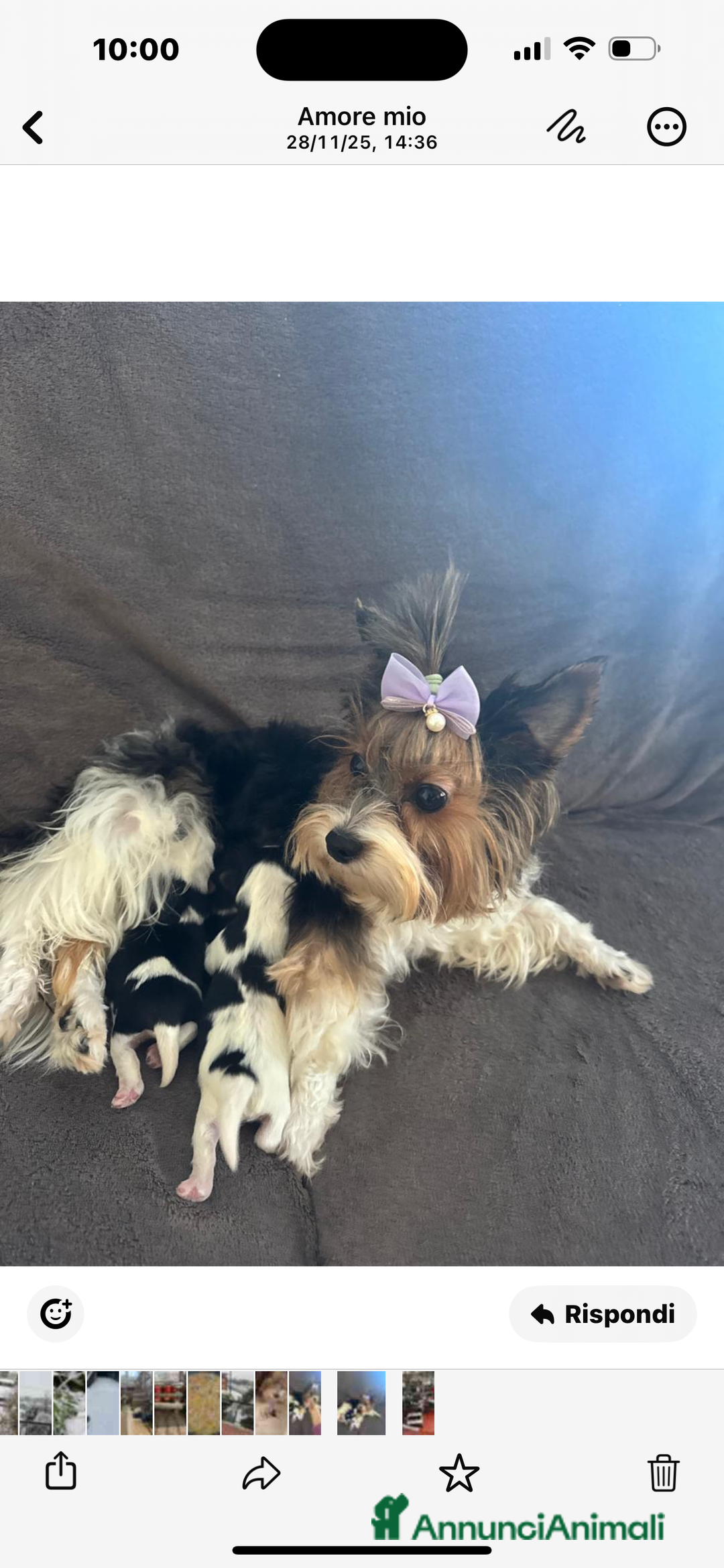 Biewer Terrier cani in vendita: Vendo cuccioli di razza Biewer Terrier - Annuncio 4