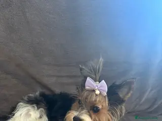 Biewer Terrier cani Vendo cuccioli di razza Biewer Terrier - Annuncio 27