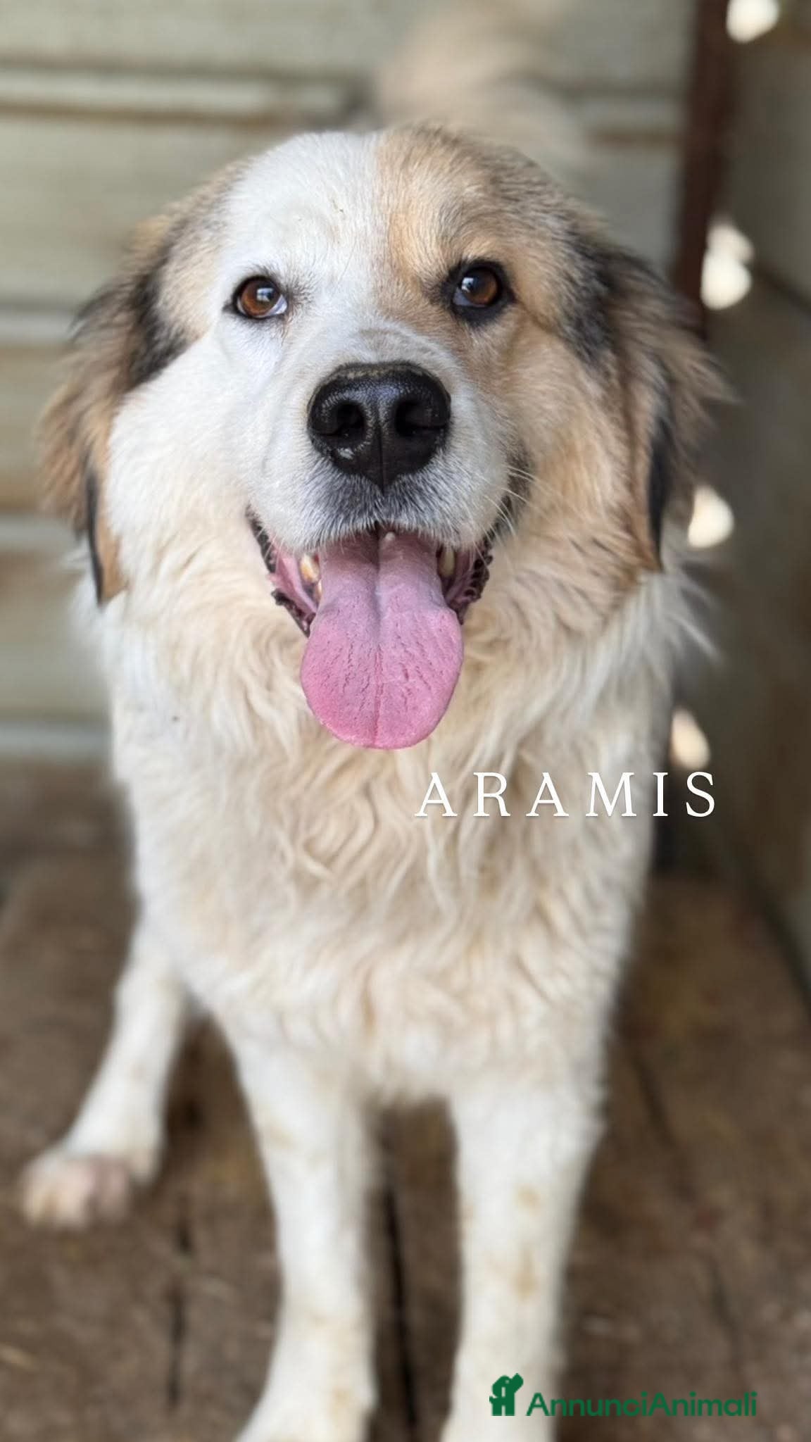 Meticcio cani ARAMIS, cagnolone dalla bontà unica! - Annuncio 37