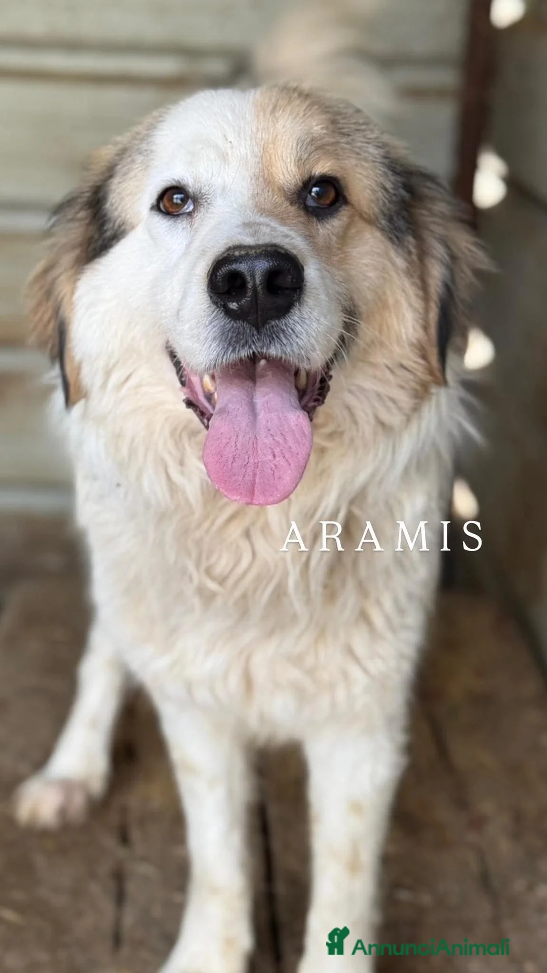 Meticcio cani in regalo: ARAMIS, cagnolone dalla bontà unica! - Annuncio 1