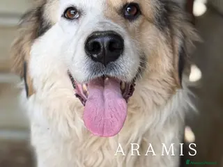 Meticcio cani ARAMIS, cagnolone dalla bontà unica! - Annuncio 37